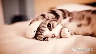  致8090后空巢老人你们需要养只猫