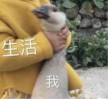 今晚约吗文字表情包考研