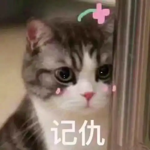  猫咪不听话怎么办