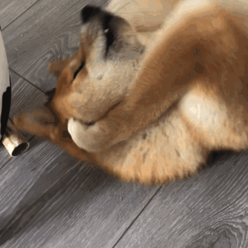 大脑在颤抖表情包gif