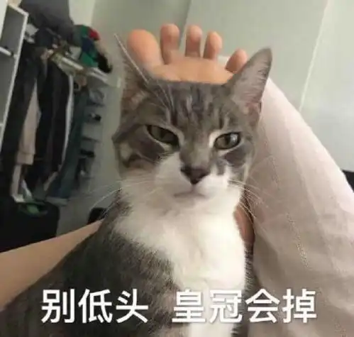  猫咪土味情话表情包看你那么傻,抱抱好了