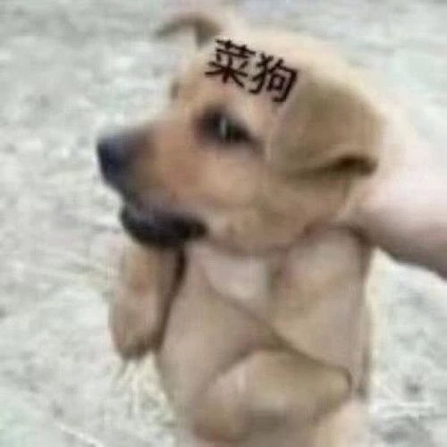 柴犬接住的表情包肌肉