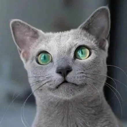  俄罗斯的猫被制裁了,这个新闻我能笑一年