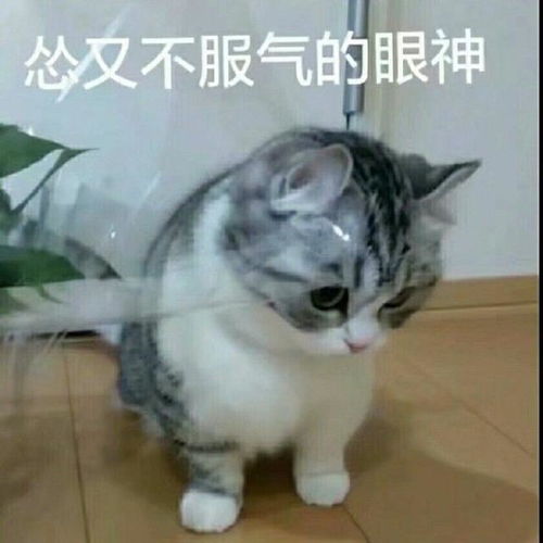  表情包垃圾食品真的太好吃了