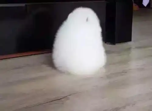 主人让狗狗面壁思过,结果回头一看,这表情让人瞬间消气了  主人让狗狗面壁思过,结果回头一看,这表情让人瞬间消气了