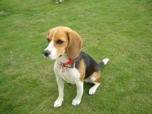 比格猎犬表情包刘诗诗