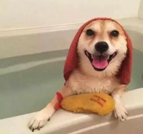  柴犬苦苦挣扎不洗澡,表情感觉是去上战场,场面让人笑到不行