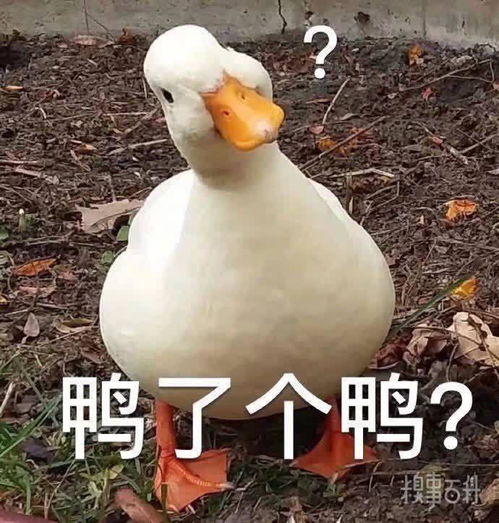  今日沙雕表情包鸭了个鸭