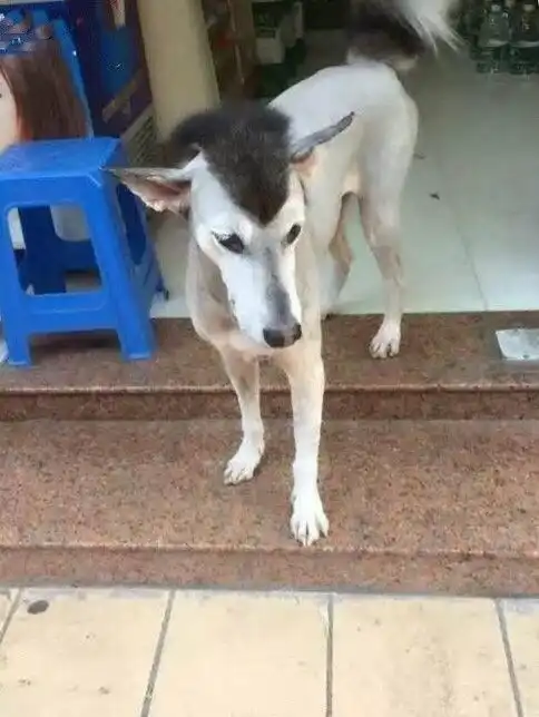  哈士奇变成哈士驴,搞笑又心疼
