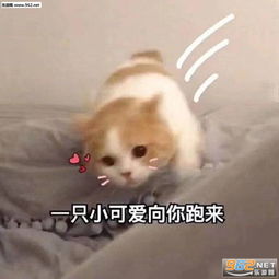 我已经受够你了表情包