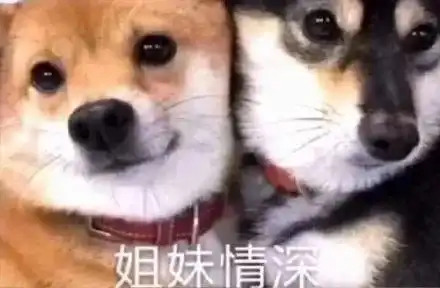  表情包萌犬来自单身狗的羡慕