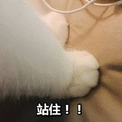 猫爪系列表情包酷妹