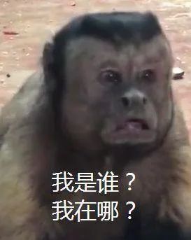  蹭吃蹭喝半个洛阳城猴子终于抓住了