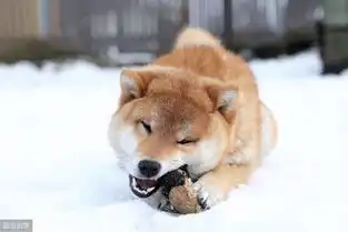  柴犬放屁究竟有多臭
