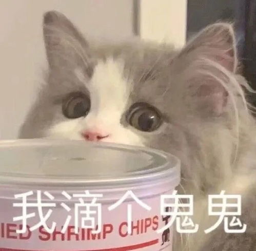  喵喵喵表情包快来