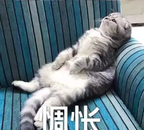  如何让猫咪不再像二哈一样拆家