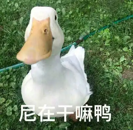 不好意思鸭表情包避暑