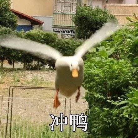  冲鸭杰尼龟表情包杰尼龟冲鸭表情