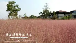 苏州阳澄湖边航拍粉黛乱子草 苏州阳澄湖边航拍粉黛乱子草