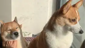  天太热给柴犬买了一个降温风扇