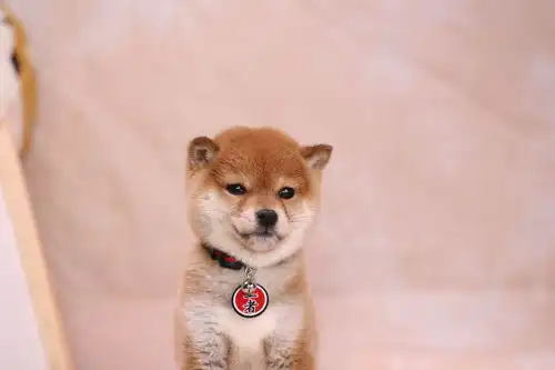  内部人揭秘柴犬价格,别无脑下单
