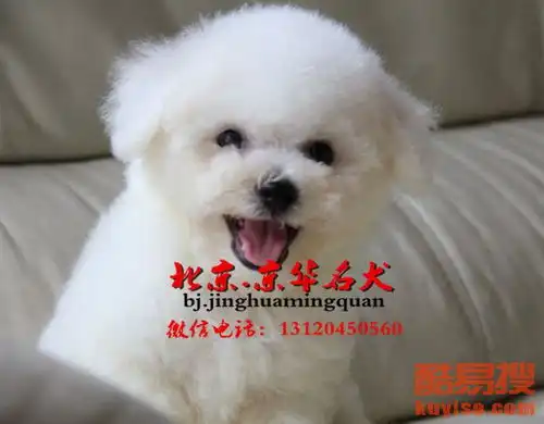  出售纯种比熊幼犬比熊图片比熊多少钱一只-北京酷易搜