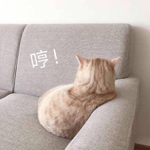  不懂就问b站up主不接广告怎么挣钱呀