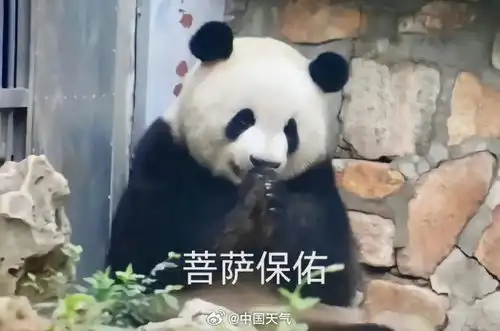  大熊猫再次强调不要拿拍蒜的刀切苹果