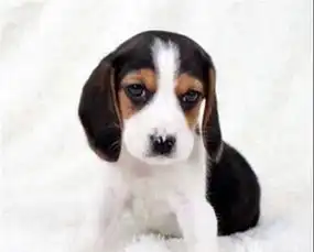  乌鲁木齐娇小可爱对主人感情极深极忠诚的小猎犬比格小宝宝