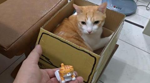 猫爪系列表情包主人