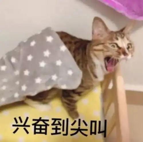  小猫表情包小猫咪能有什么坏心眼呢