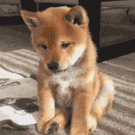  关于狂犬病,你必须要知道的一些事