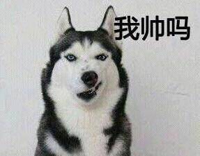  说好的惊喜呢金毛看见生日礼物就惆怅了