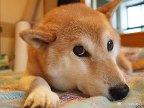  柴犬北登表情包