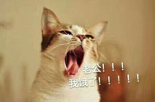动漫猫咪卖萌表情包老公