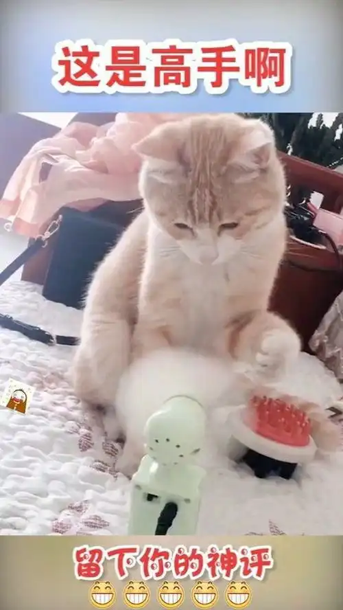  笑死人不偿命发现猫这种生物,真的就是对任何东西都很好奇