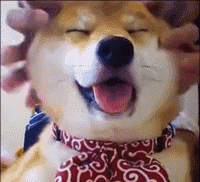 柴犬荡秋千表情包gif落