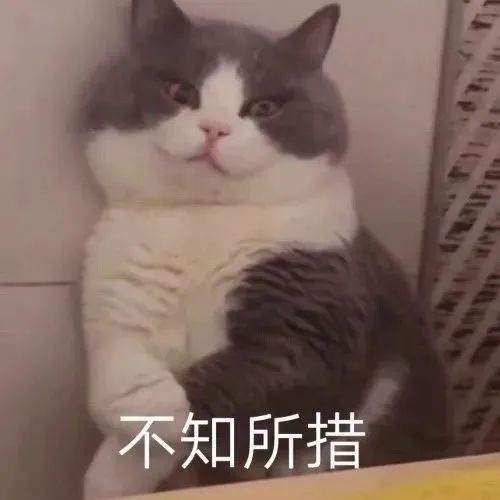  杯伤丨第787期喵表情包