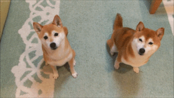  12张图证明柴犬就是个行走的表情包
