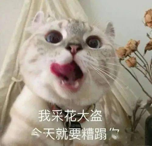  吓人9岁女童撸猫撸出怪病有人因此失明