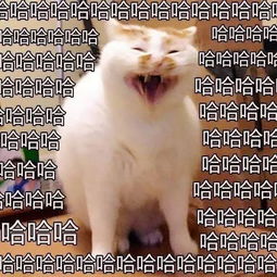  陪伴一代人的最萌表情包俊介离世,愿你在汪星也能永远微笑