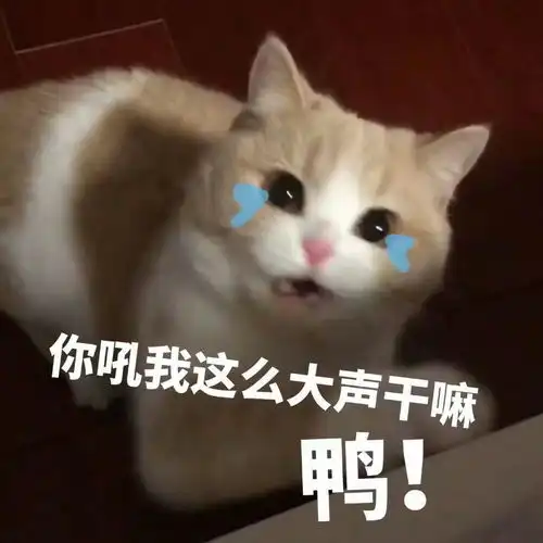  表情包在吗姐妹一起拉屎吗