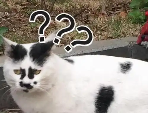  奶牛猫是笨蛋猫的表现,你家中几个