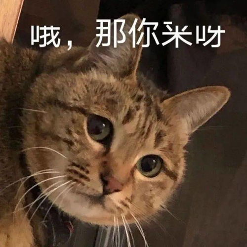  沙雕表情你已经一秒钟没回我了