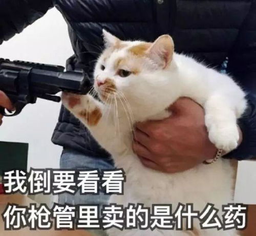 没得钱钱表情包钱钱