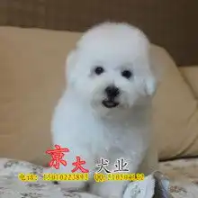  广州文德狗场