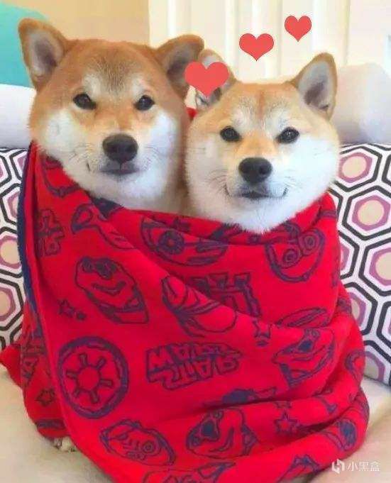  你们有哪些可爱的狗狗表情包吗