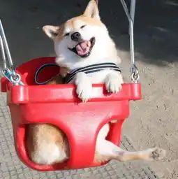 柴犬荡秋千表情包gif废