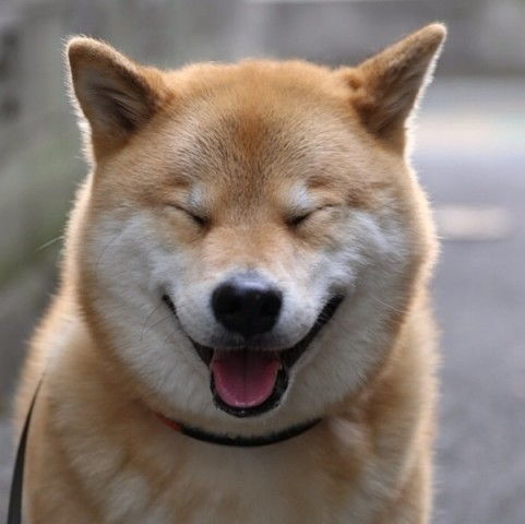  这辈子的一个愿望,无外乎是有一只这样的狗了