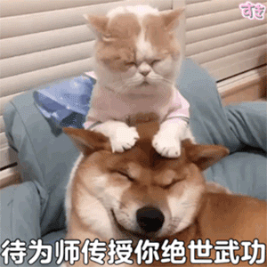  幽默搞笑表情包无爱一身轻,单身是精英